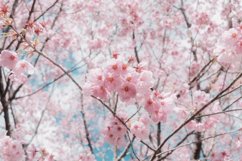 Cherry Blossoms, Pumpkin Lattes, and Pure Chaos: Inside Japan's Seasonal Limited-Edition Obsession